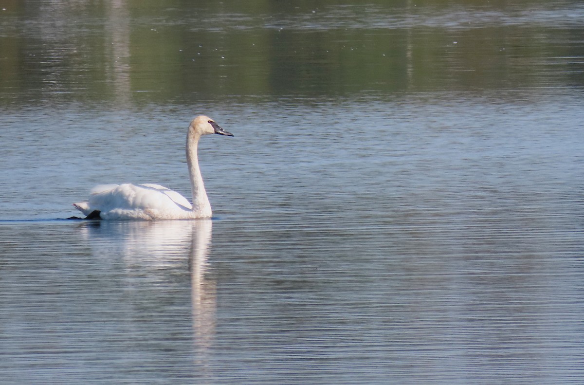 Trumpeter Swan - ML642008913