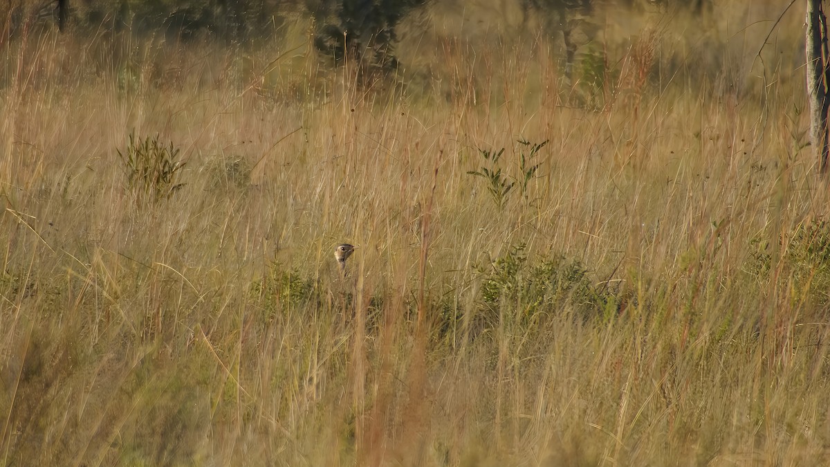 White-bellied Bustard - ML642008917