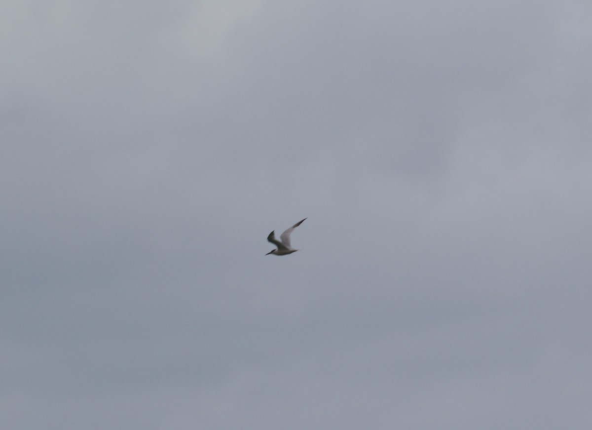 Sandwich Tern - ML642008918