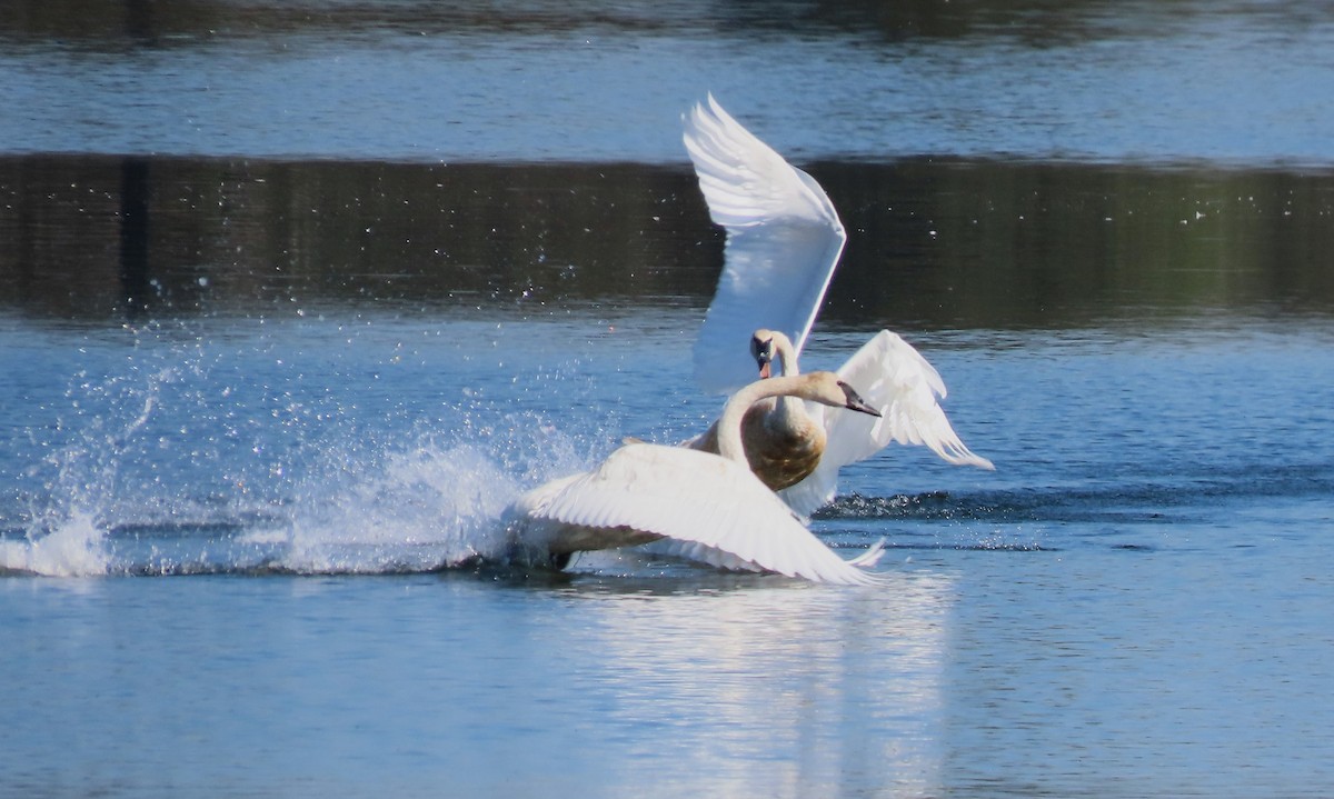 Trumpeter Swan - ML642008919