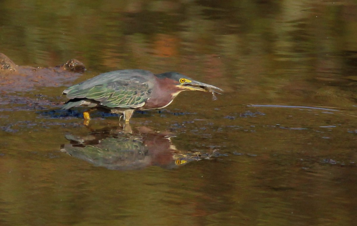 Green Heron - ML642008920