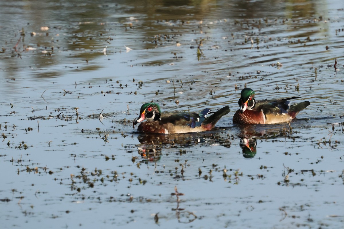 Wood Duck - ML642008921