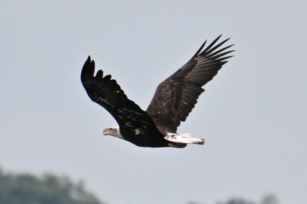 Bald Eagle - ML642008922