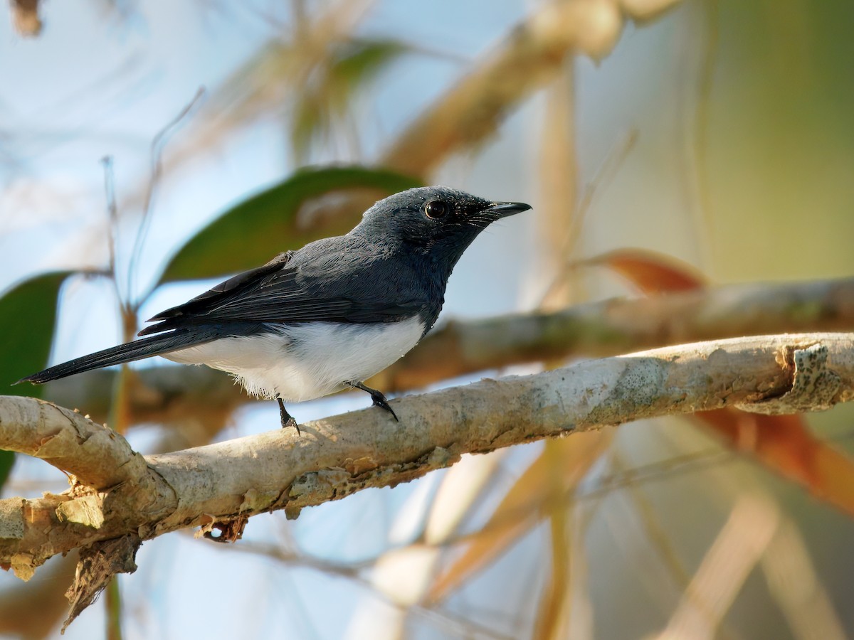 Leaden Flycatcher - ML642008923