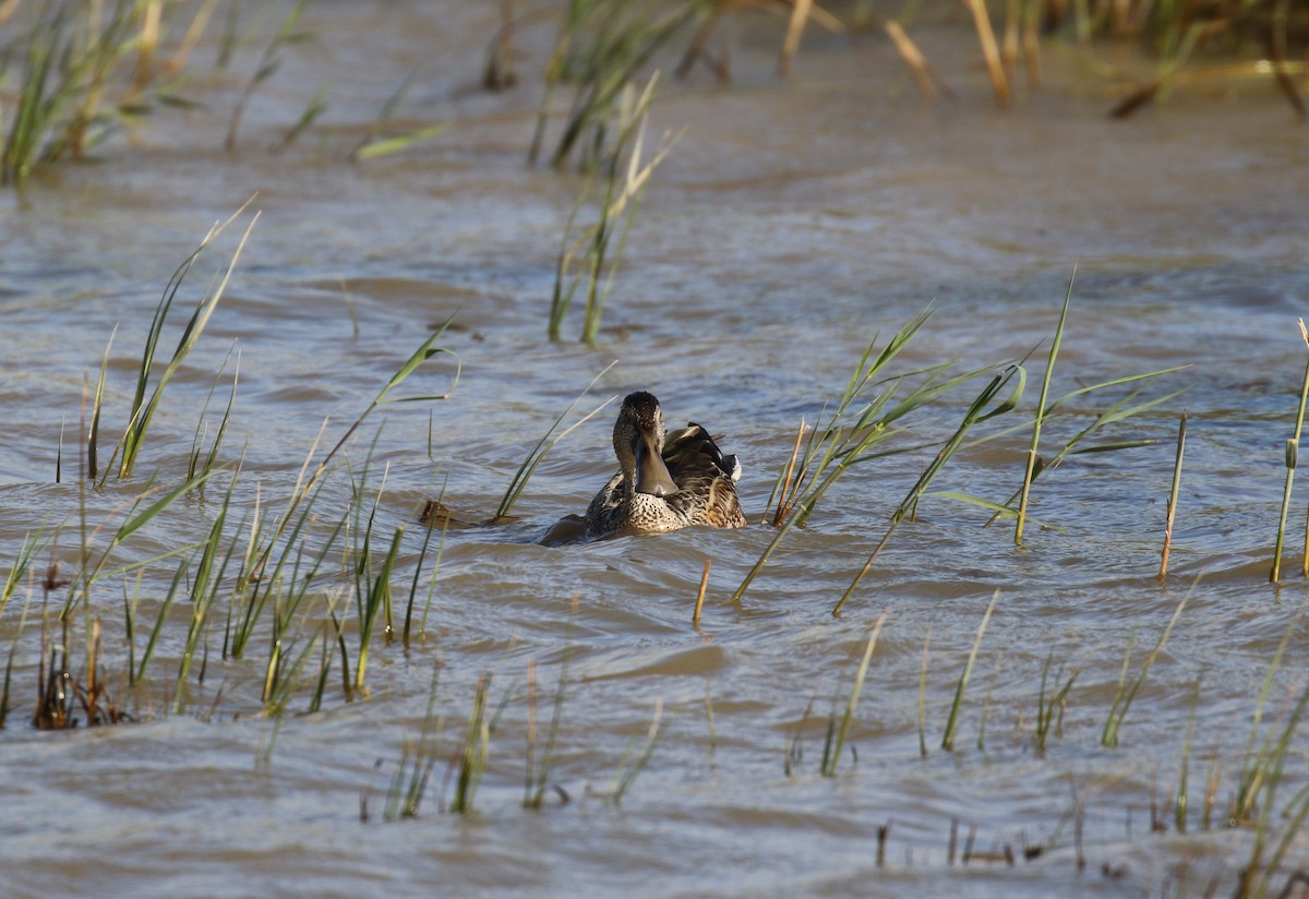 Northern Shoveler - ML642008926