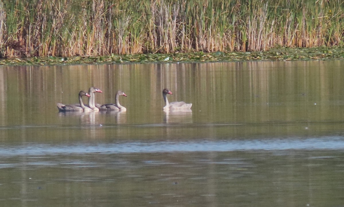 Trumpeter Swan - ML642008927