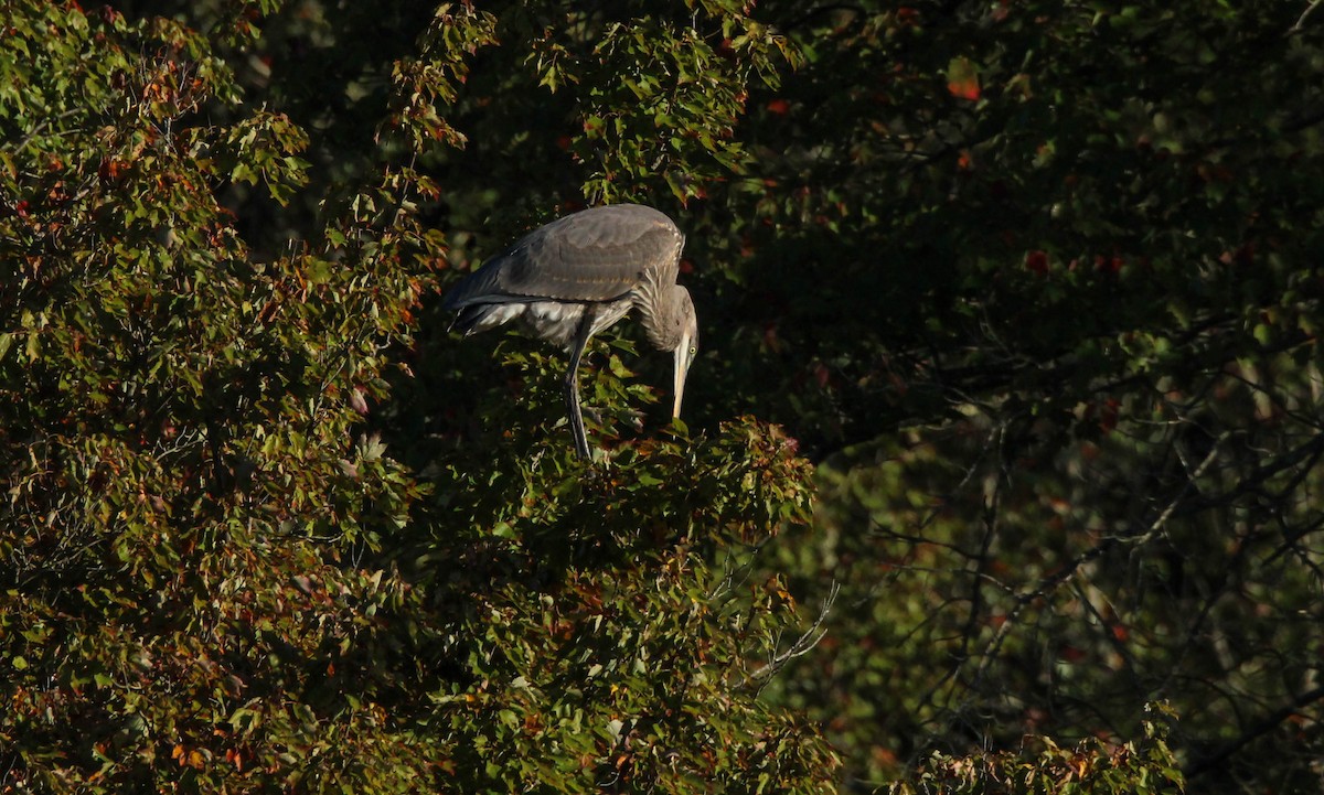 Great Blue Heron - ML642008928