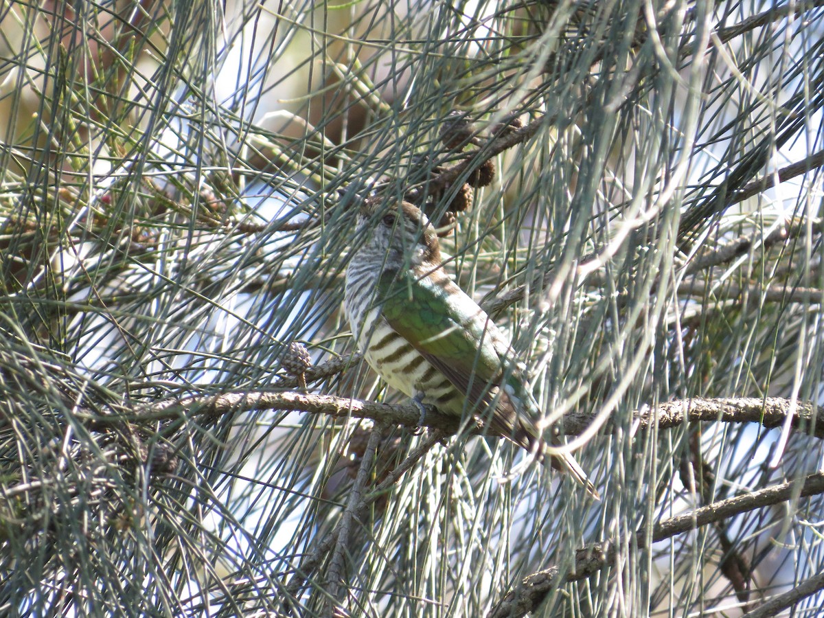 Shining Bronze-Cuckoo - ML642008929