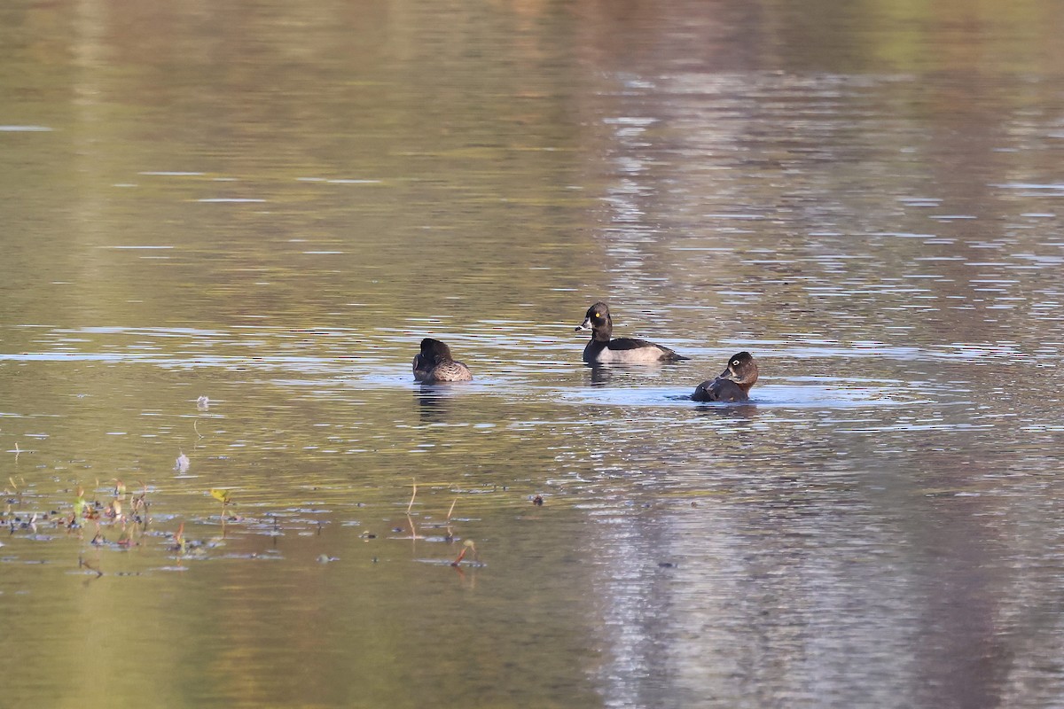Ring-necked Duck - ML642008931