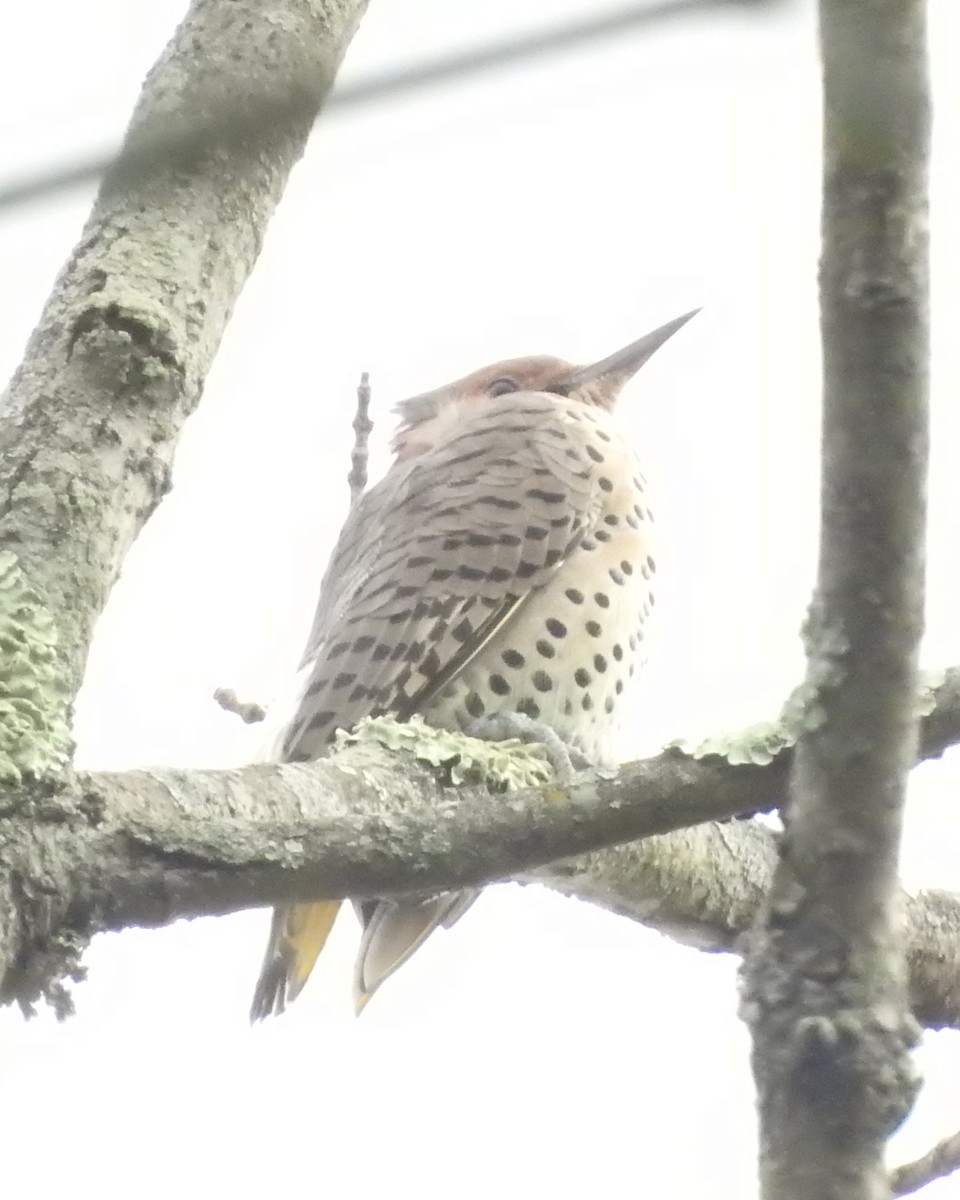 Northern Flicker (Yellow-shafted) - ML642008936
