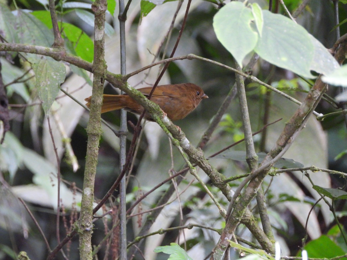 Red-crowned Ant-Tanager - ML642008939