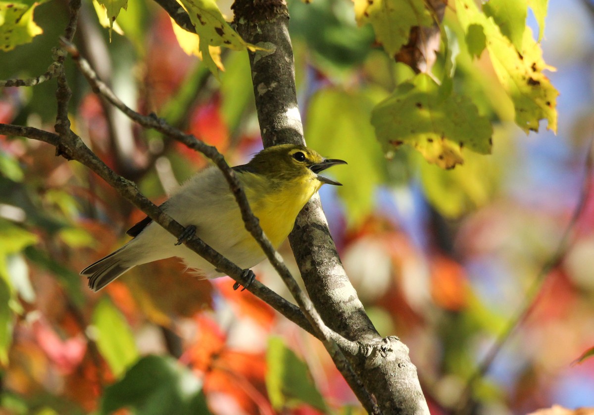 Yellow-throated Vireo - ML642008941