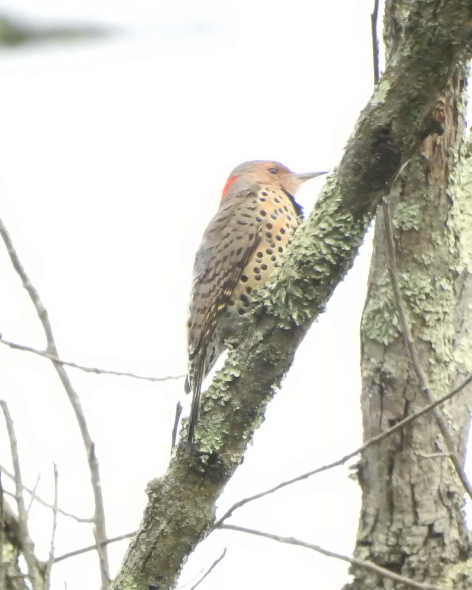 Northern Flicker (Yellow-shafted) - ML642008945
