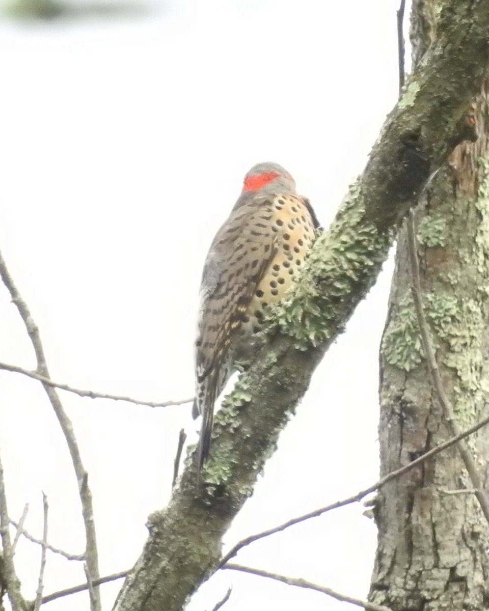 Northern Flicker (Yellow-shafted) - ML642008952