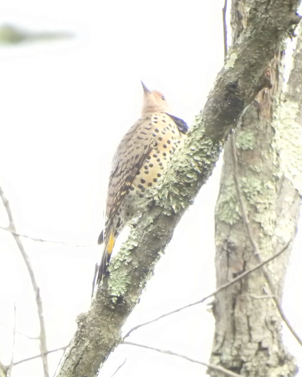 Northern Flicker (Yellow-shafted) - ML642008957