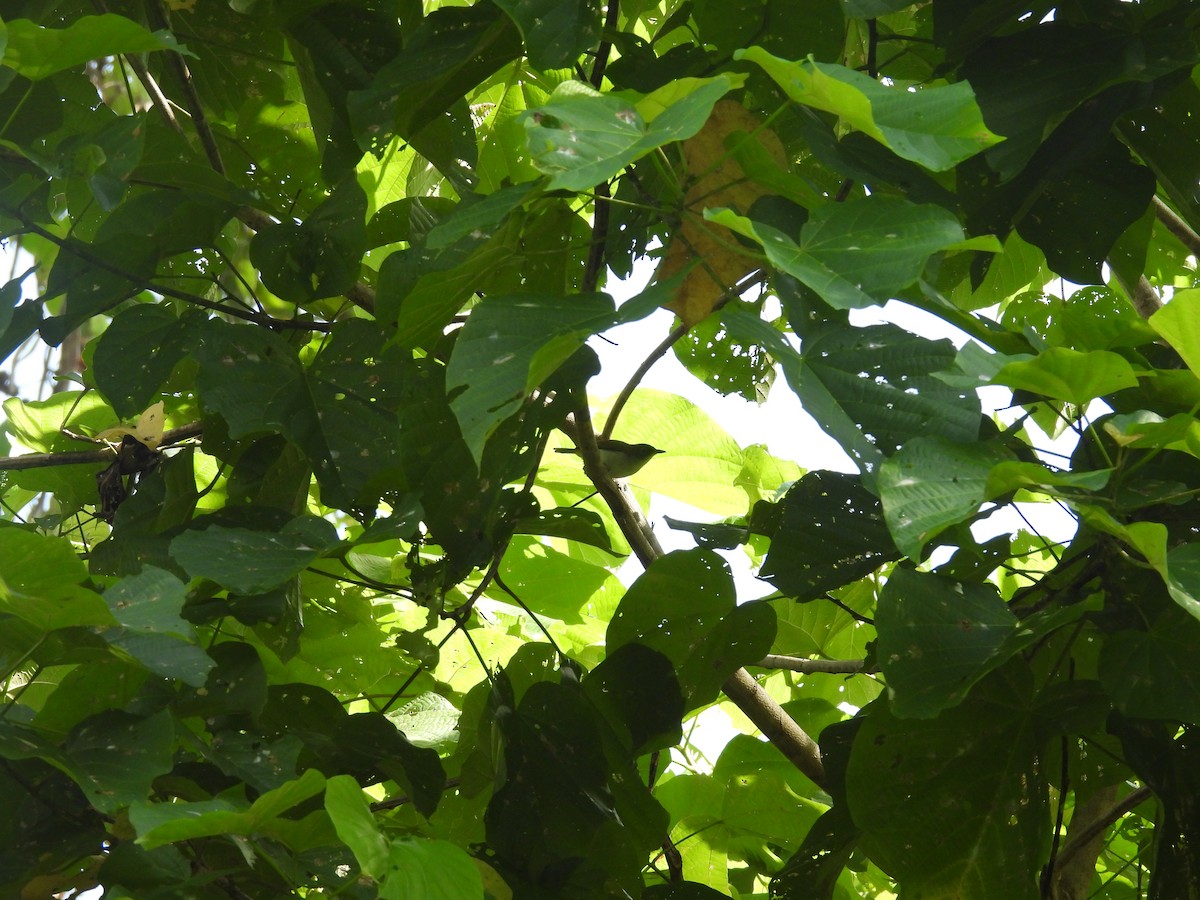 Cream-throated White-eye - ML642008962