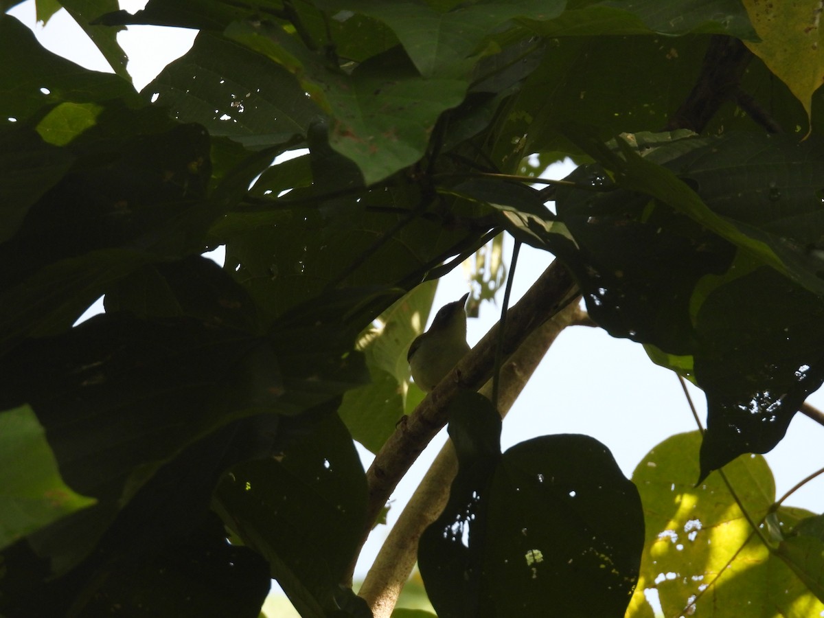 Cream-throated White-eye - ML642008963