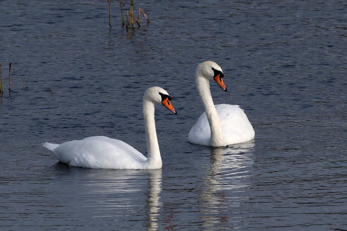 Mute Swan - ML642008966