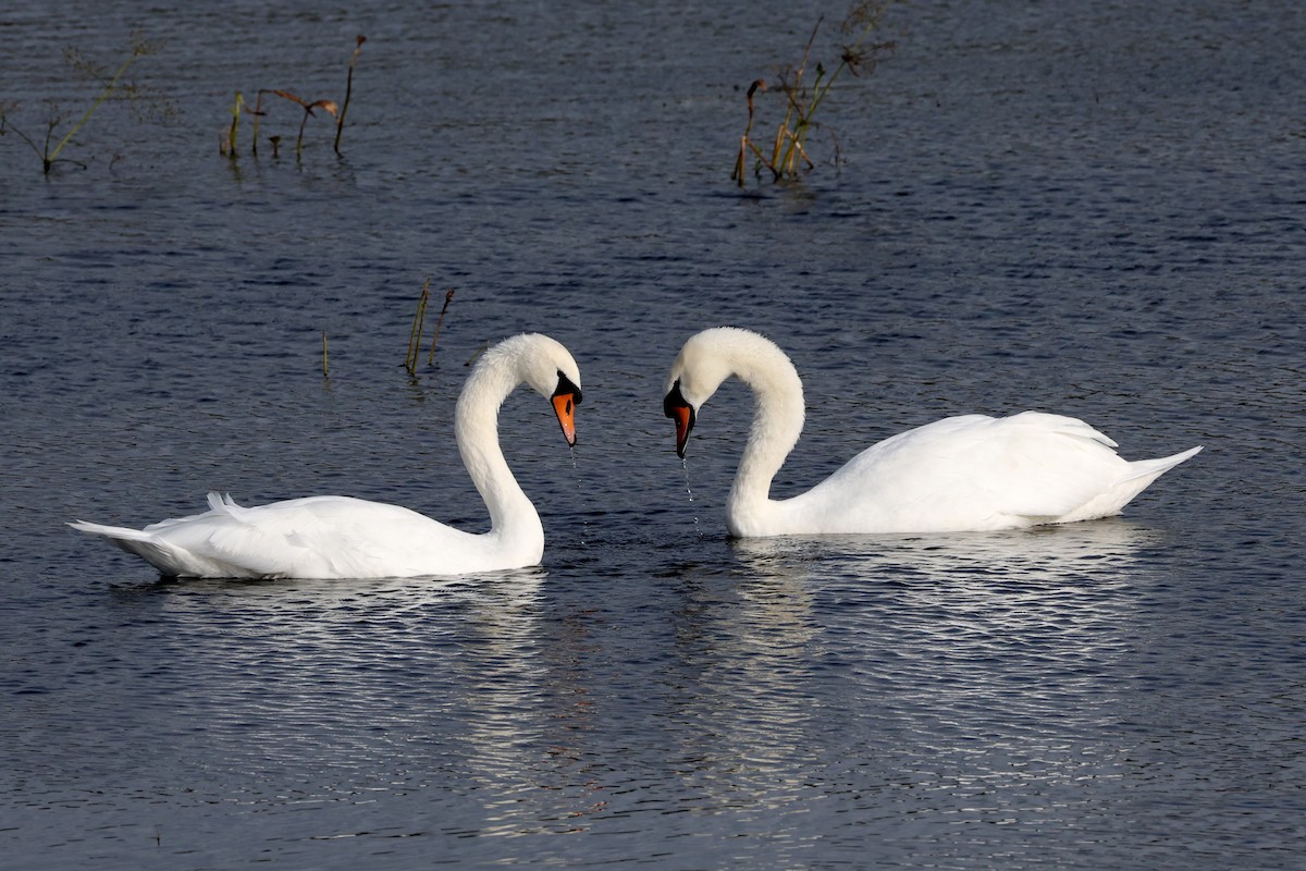Mute Swan - ML642008967