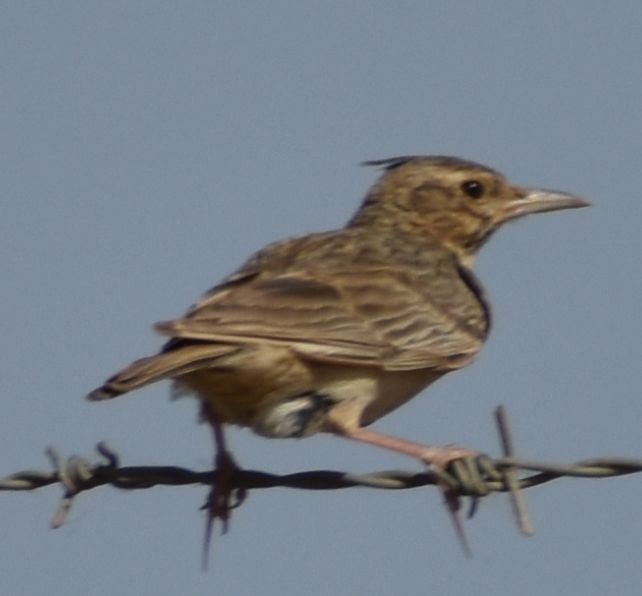 topplerke - ML642008973
