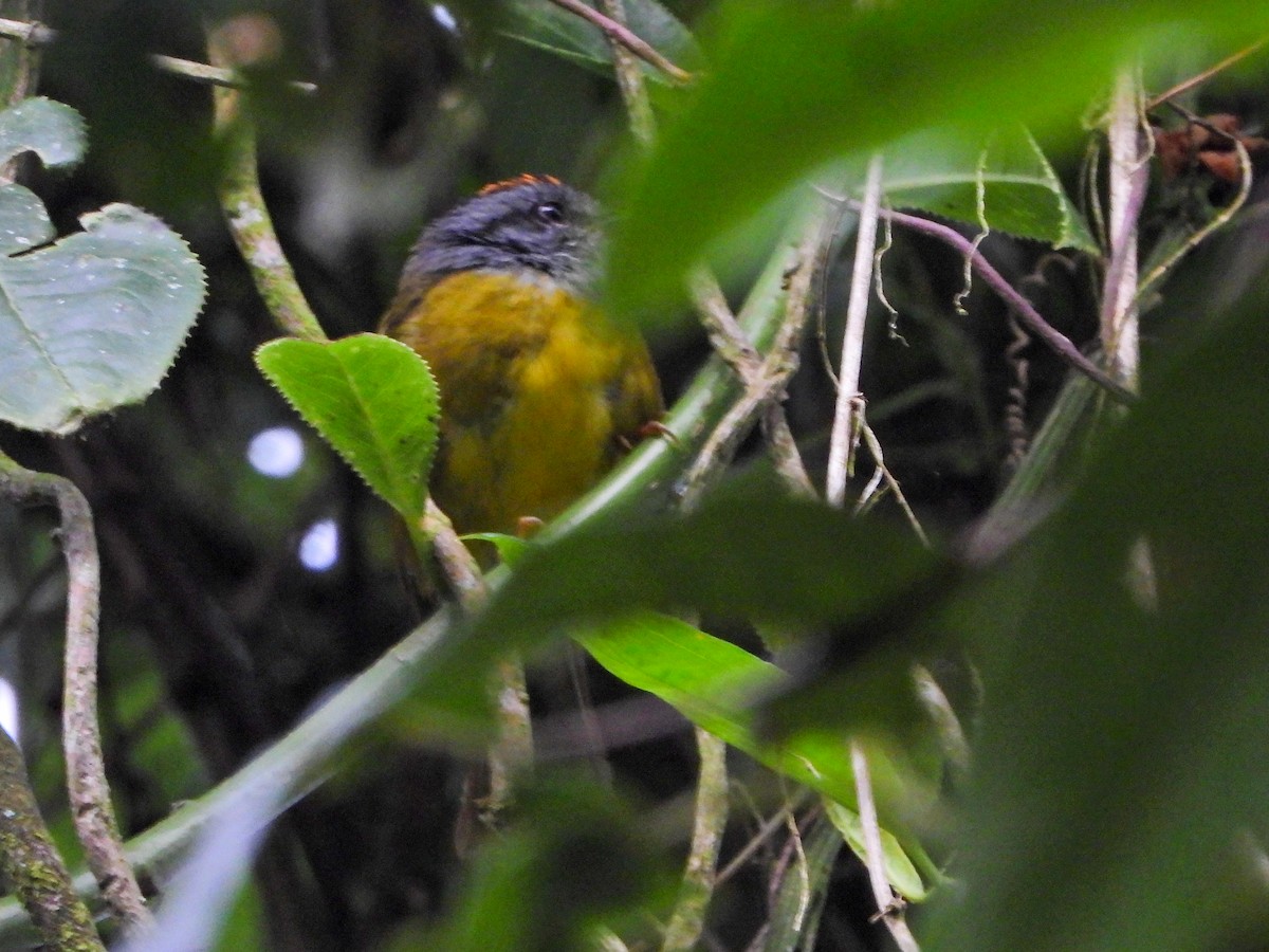 Russet-crowned Warbler - ML642009031
