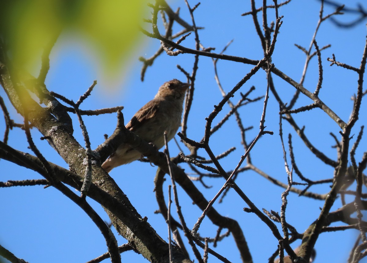 Passerin indigo - ML642009033