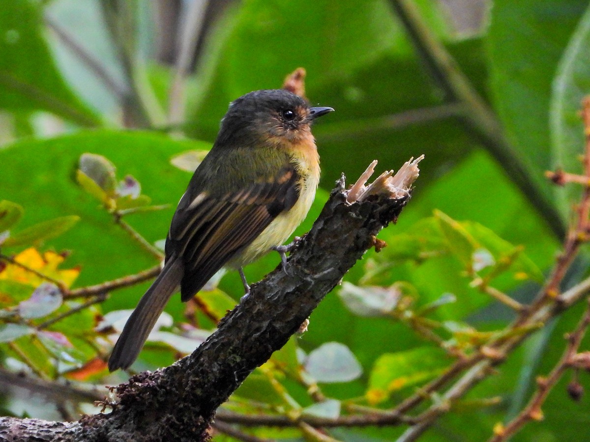 Rufous-breasted Flycatcher - ML642009043