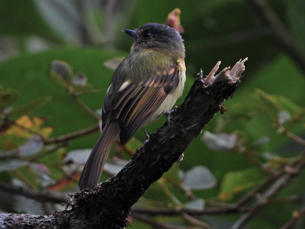 Rufous-breasted Flycatcher - ML642009044