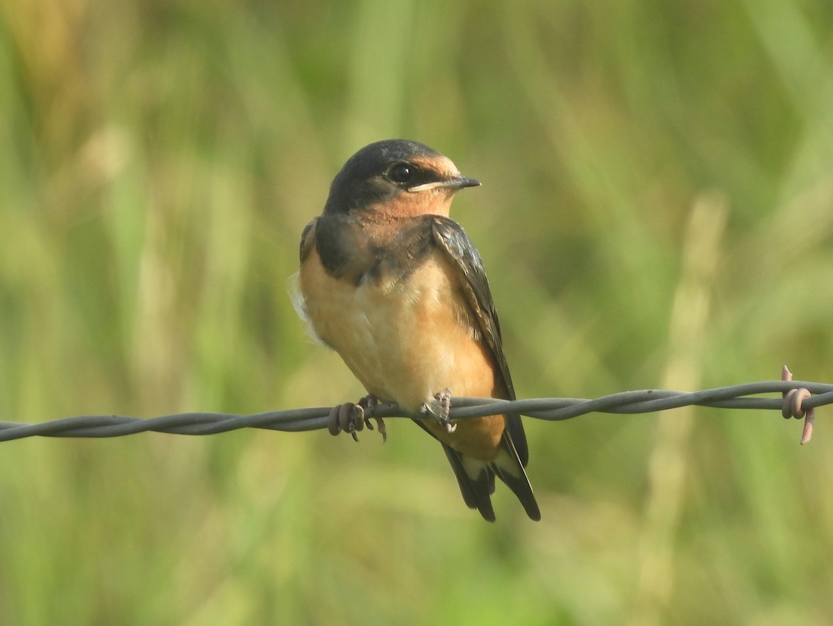 Hirondelle rustique (erythrogaster) - ML642009055