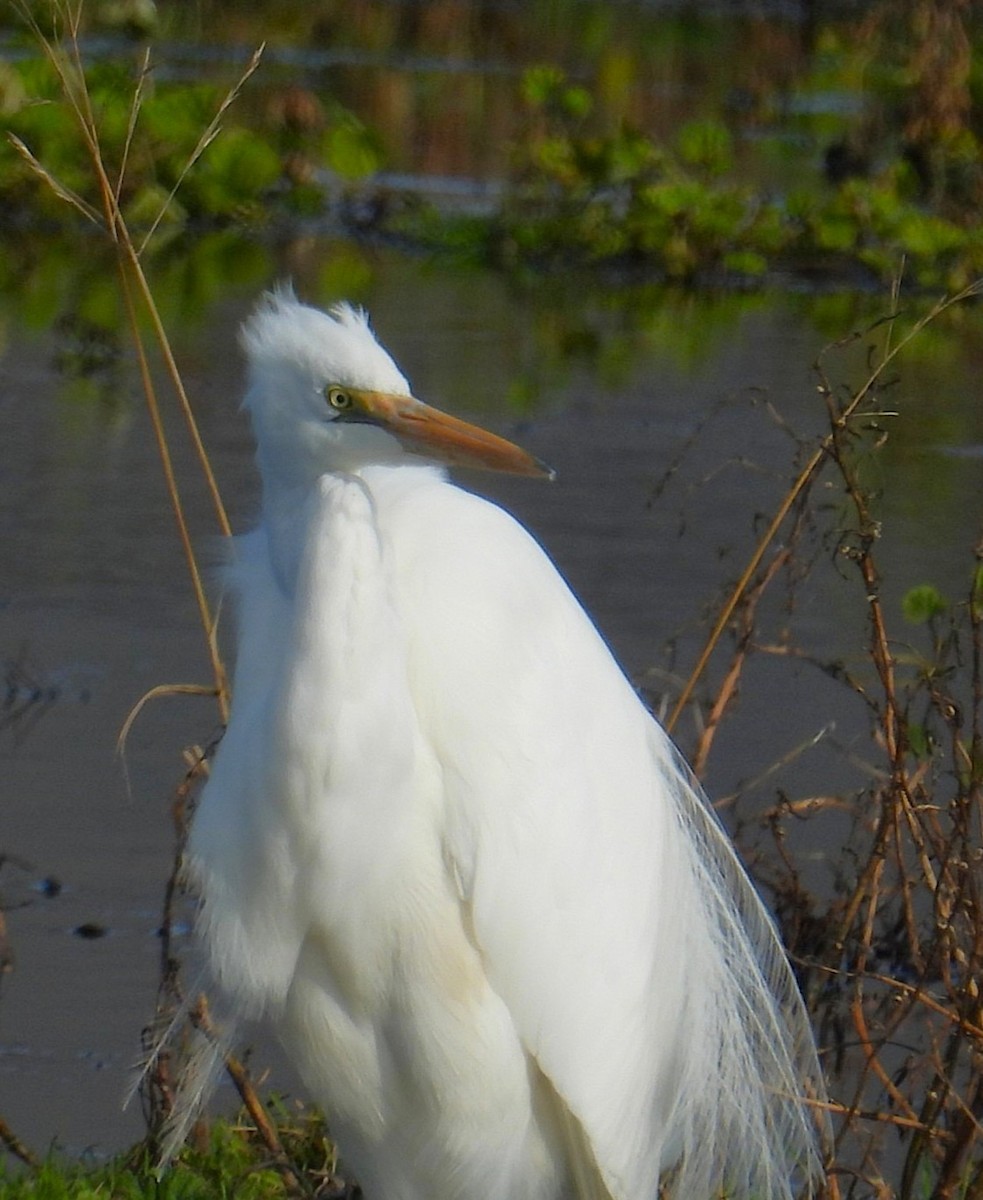 Koartza zuria (australasiarra) - ML642009061
