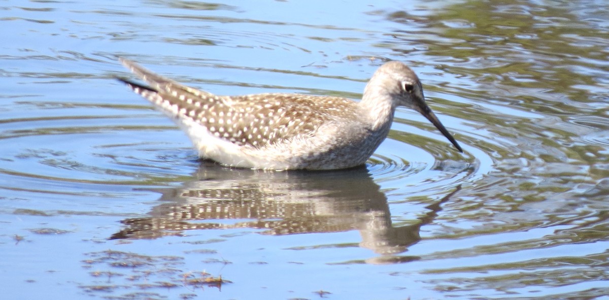 plystresnipe - ML642009069