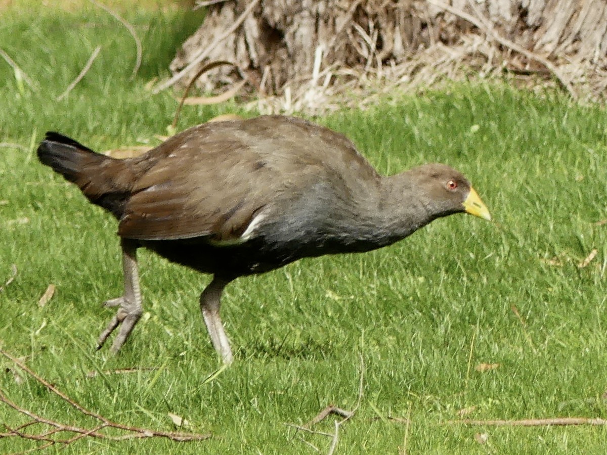 Tasmanian Nativehen - ML642009070