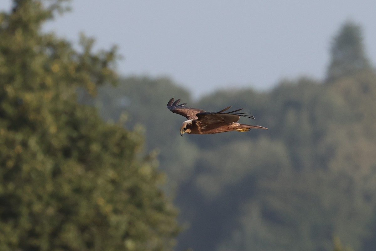 Rohrweihe - ML642009073