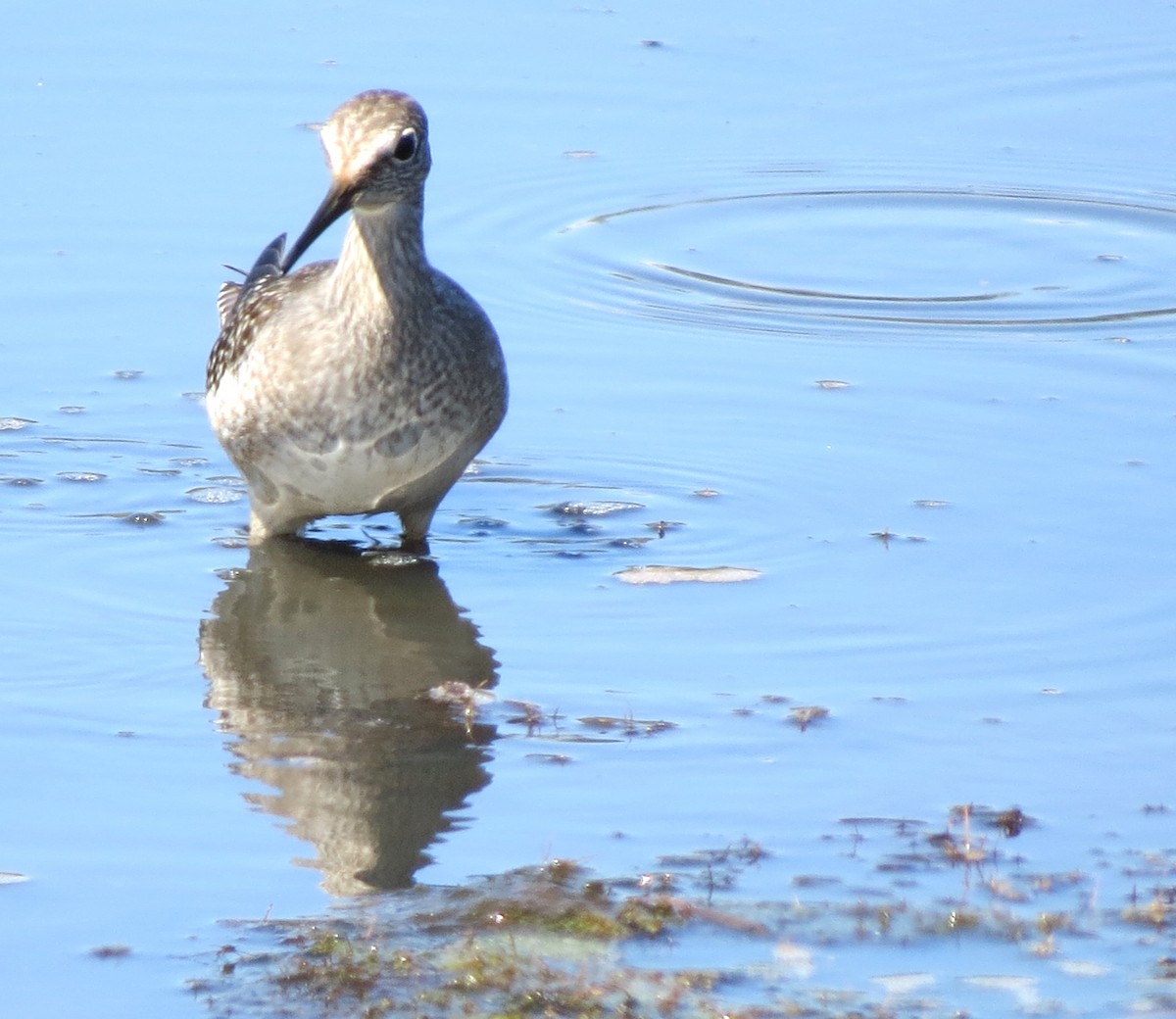 plystresnipe - ML642009076