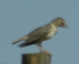 クロエリコウテンシ - ML642009084