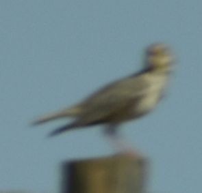クロエリコウテンシ - ML642009087