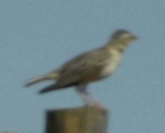 クロエリコウテンシ - ML642009088