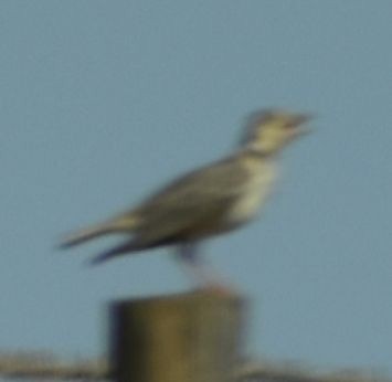 クロエリコウテンシ - ML642009091