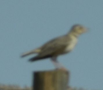 クロエリコウテンシ - ML642009092