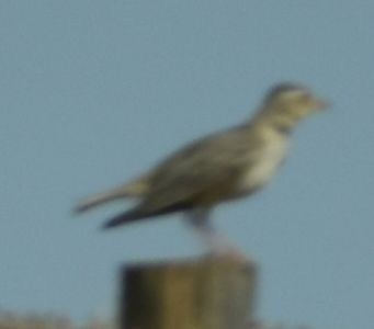 クロエリコウテンシ - ML642009094