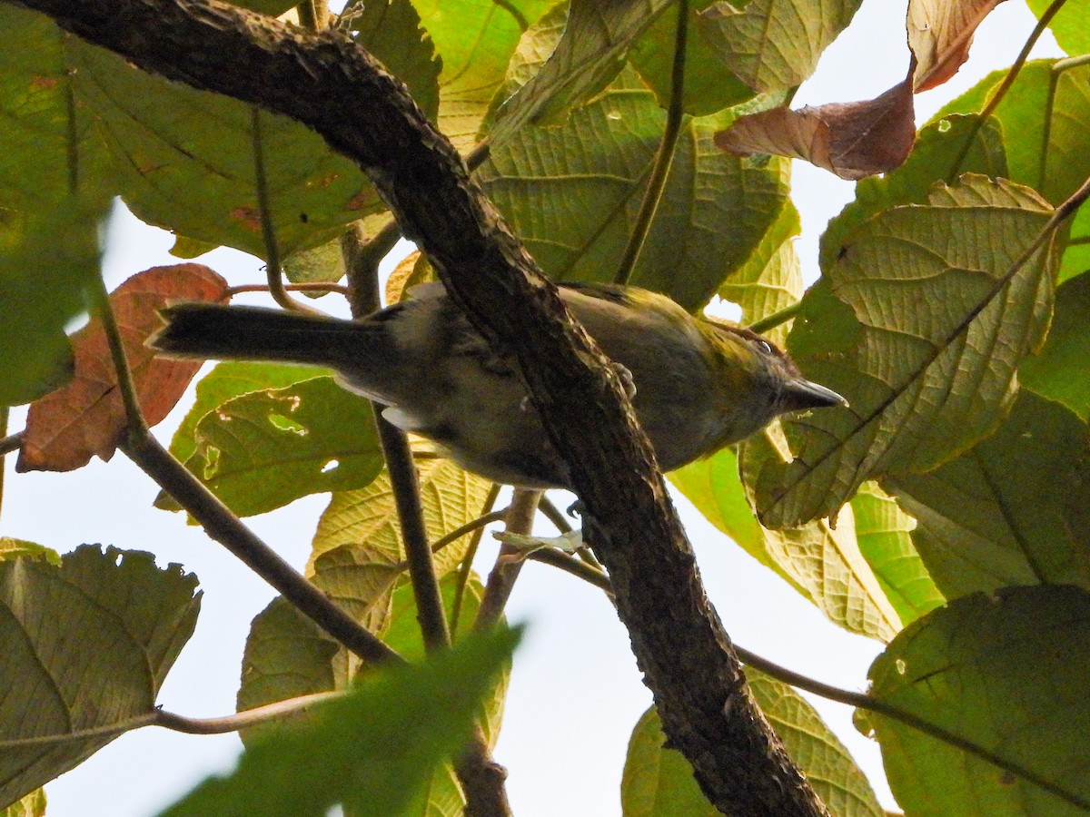 Black-billed Peppershrike - ML642009102