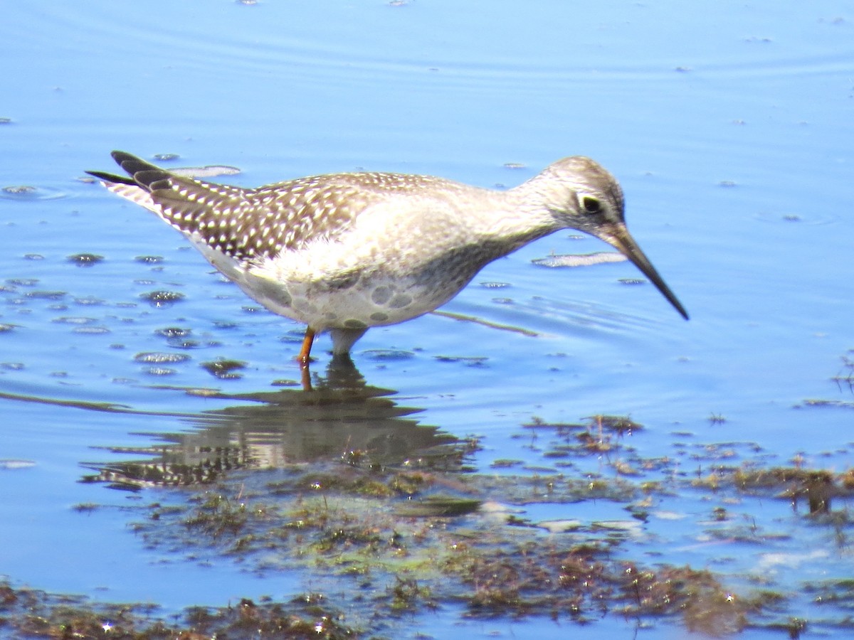 gulbeinsnipe - ML642009103