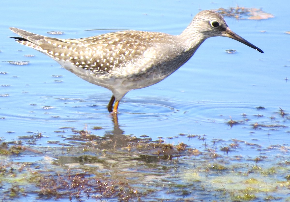 gulbeinsnipe - ML642009107