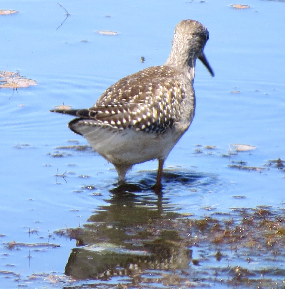 plystresnipe - ML642009111