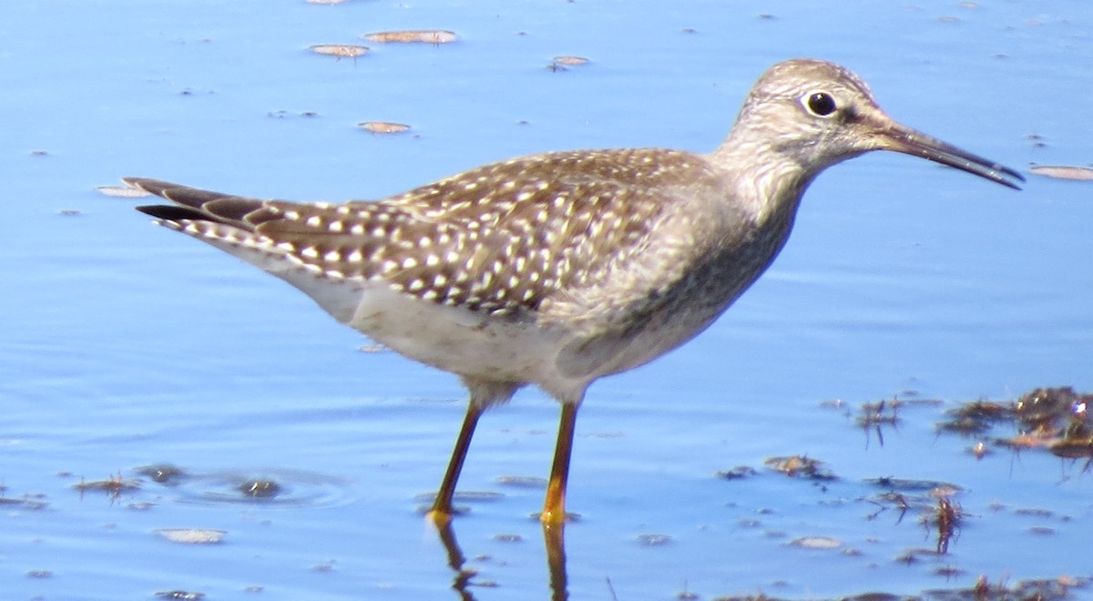 gulbeinsnipe - ML642009123