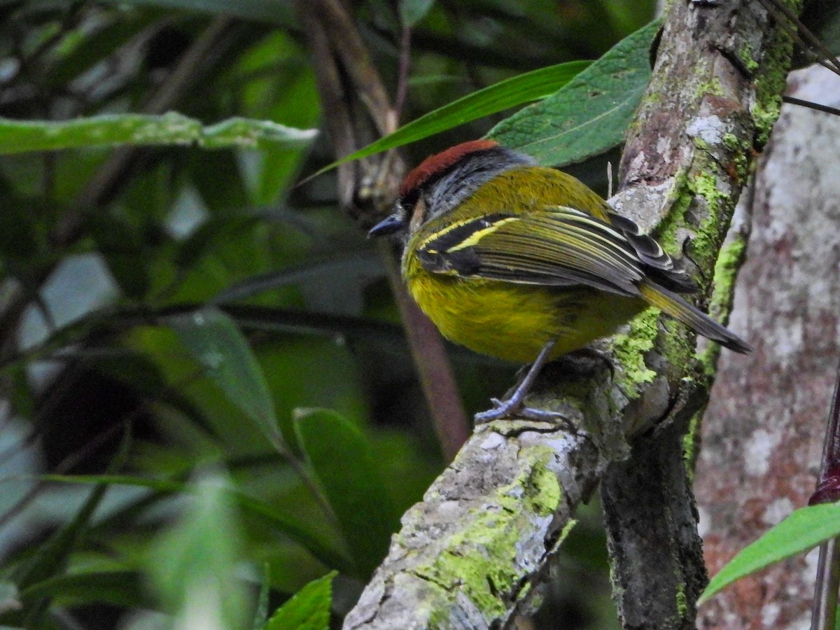 Rufous-crowned Tody-Flycatcher - ML642009124