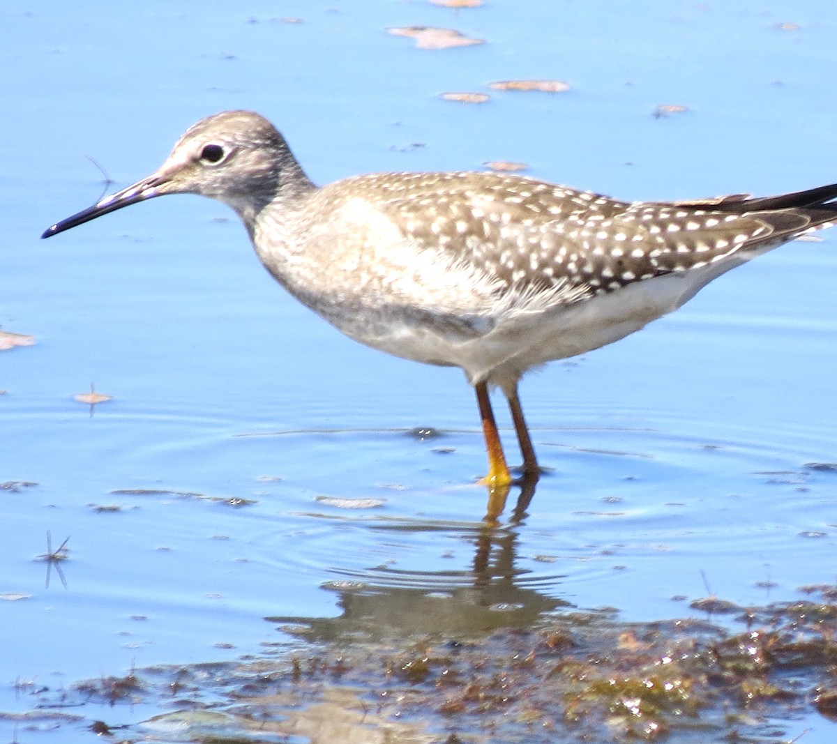 plystresnipe - ML642009125
