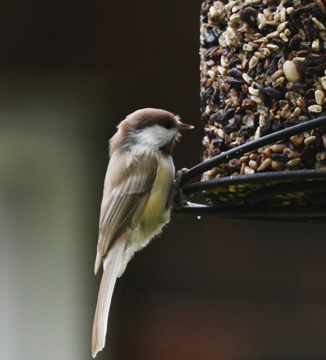 Black-capped Chickadee - ML642009126
