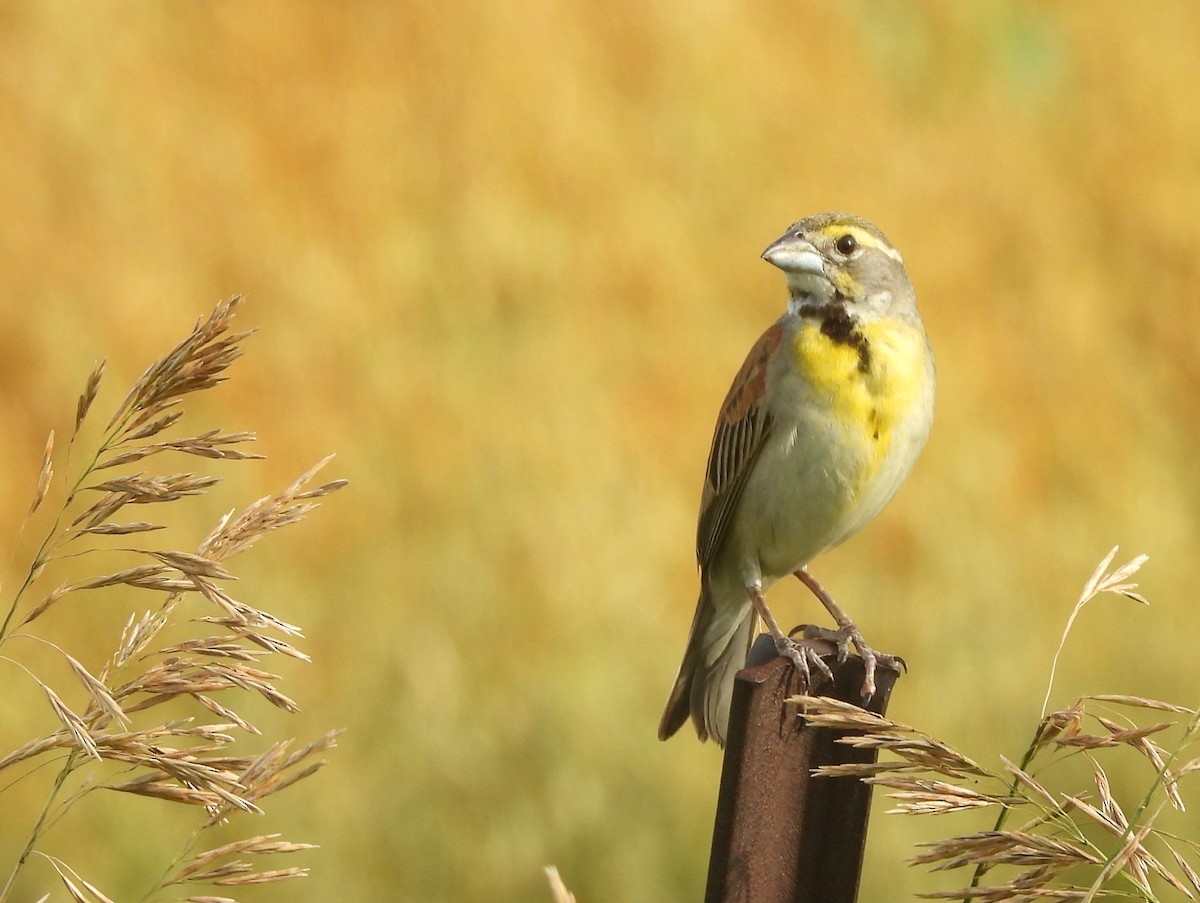 Dickcissel d'Amérique - ML642009130