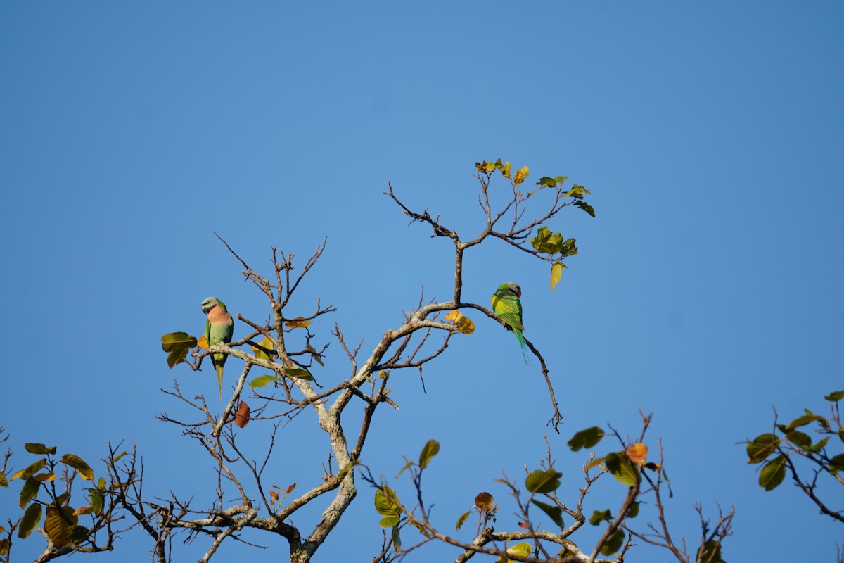 Red-breasted Parakeet - ML642009136